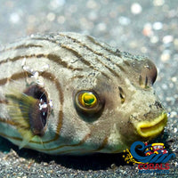 Narrow-Lined Puffer (Male Arothron Manilensis) Fish