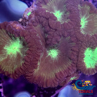 Navy Green Blastomussa (1 Polyp) Blasto