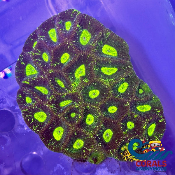 Neon Galaxy Favia Coral (2-3 Polyps) Favia
