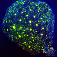 Neon Galaxy Favia Coral (2-3 Polyps) Favia
