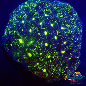 Neon Galaxy Favia Coral (2-3 Polyps) Favia