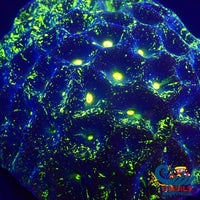 Neon Galaxy Favia Coral (2-3 Polyps) Favia
