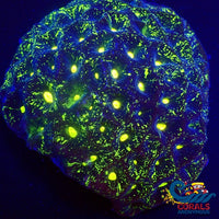 Neon Galaxy Favia Coral (2-3 Polyps) Favia
