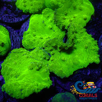 Neon Glowstick Cabbage Leather Soft Coral (2) Softcoral
