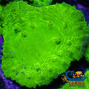Neon Glowstick Cabbage Leather Soft Coral (2) Softcoral