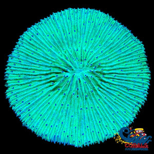 Neon Green Plate Coral (2.75-3) Plate
