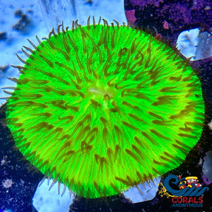 Neon Green Plate Coral (3-4) Plate
