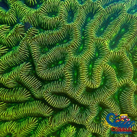 Neon Green Platygyra (1 Frag) Platygyra
