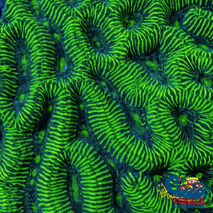 Neon Green Platygyra (1 Frag) Platygyra