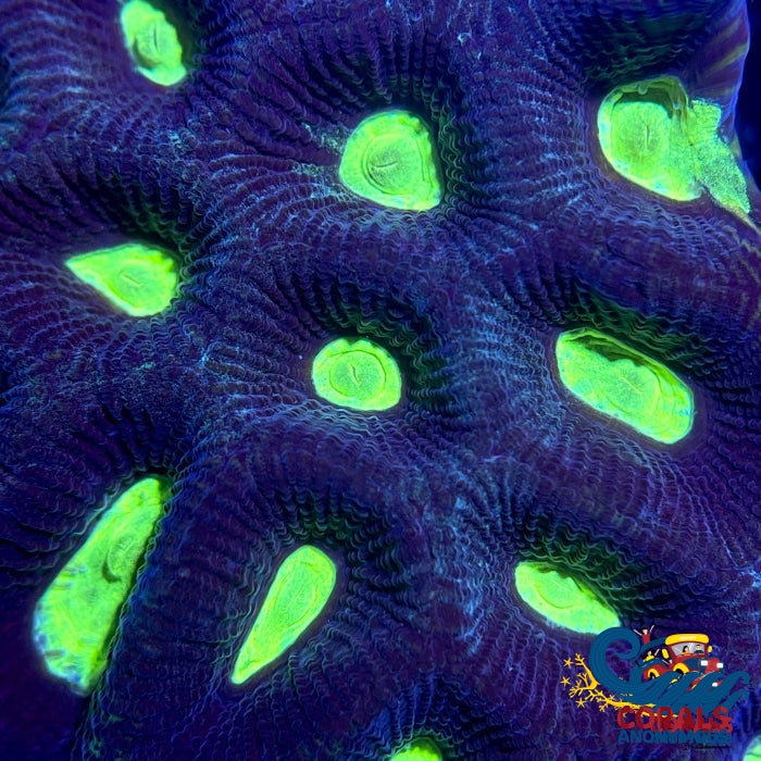 Neon Green Purple Favia (2-3 Polyps) Favia