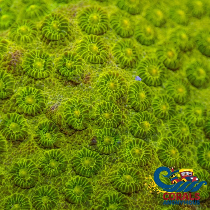 Neon Lime Cyphastrea (1 Frag) Cyphastrea