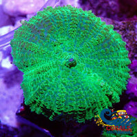 Neon Lime Green Rhodactis Mushroom Rhodactis