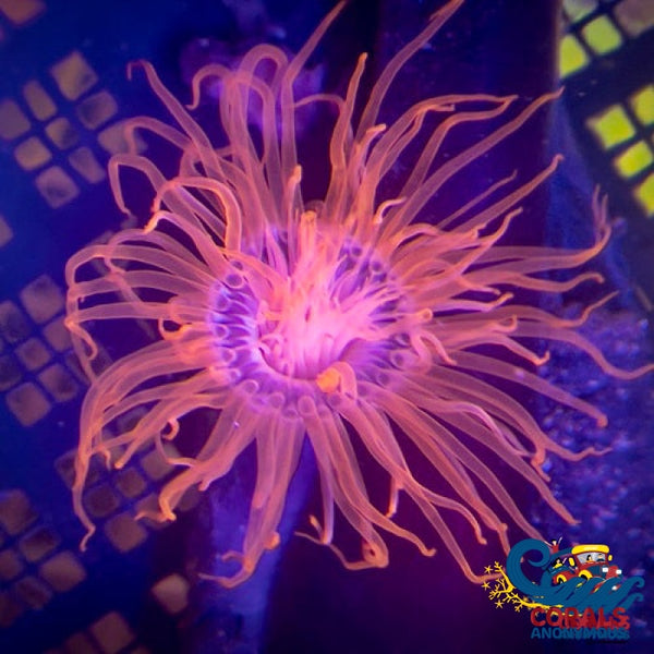 Neon Pink Strawberry Tube Anemone Tubeanemone