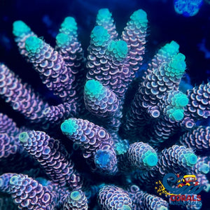 Neon Tip Pink Acropora (1 Frag) Acropora