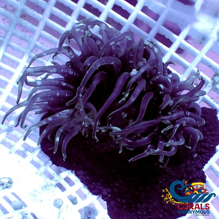 Nightmare Starburst Anemone (2-3) (Anthopleura Sola) Anemone