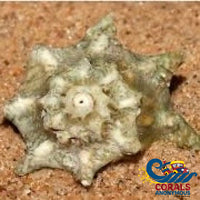 Ninja Star Snail (Astralium Calcar)
