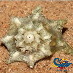 Ninja Star Snail (Astralium Calcar)