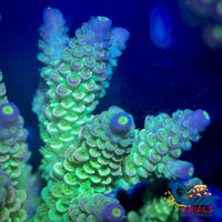 Nuclear Blossom Acropora (1 Frag) Acropora
