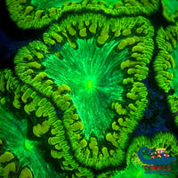 Nuclear Green Blastomussa (1 Polyp) Blasto