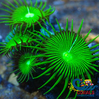 Nuclear Green Paly (5-10 Polyps Colony) Zoa
