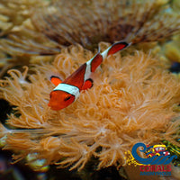 Ocellaris Clownfish Fish
