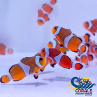 Ocellaris Clownfish (Aquacultured) Fish