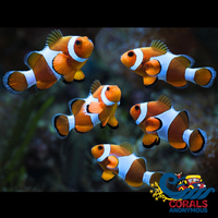 Ocellaris Clownfish Fish
