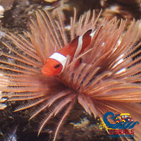 Ocellaris Clownfish Fish