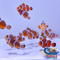 Ocellaris Clownfish (Aquacultured) Fish
