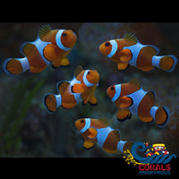 Ocellaris Clownfish Fish
