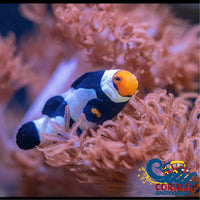 Onyx Picasso Percula Clownfish (Aquacultured) Fish