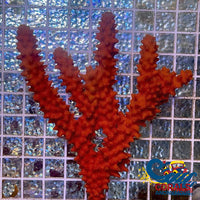 Orange Cactus Prickly Sponge Sponge
