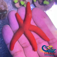 Orange Linckia Starfish Starfish