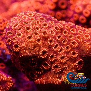 Orange Pavona Sps Coral (0.5 - 1” Frag) Pavona