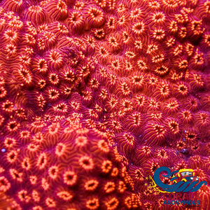 Orange Pavona Sps Coral (0.5 - 1” Frag) Pavona