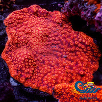 Orange Pavona Sps Coral (0.5 - 1” Frag) Pavona

