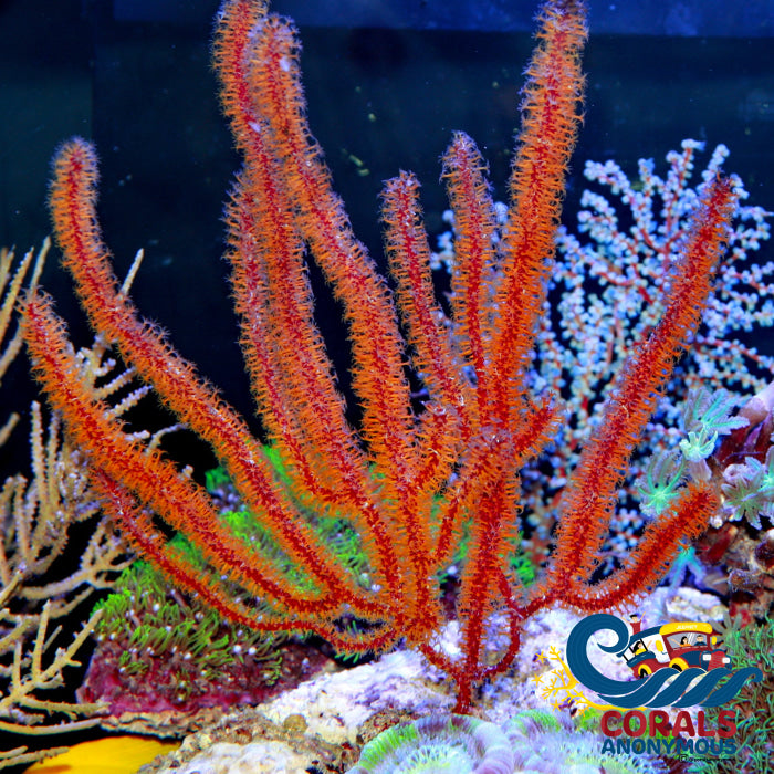 Orange Polyp Red Gorgonian Colony Softcoral