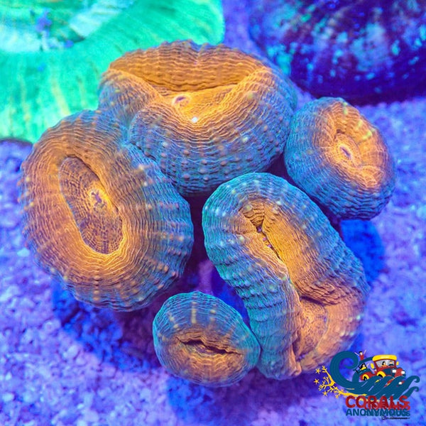 Orange Teal Lobophyllia Lobophyllia