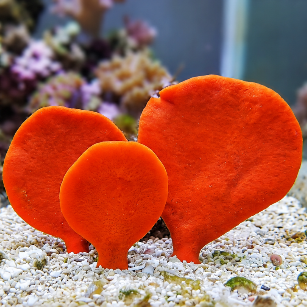 Aussie Highlighter Orange Fan Sponge - Corals Anonymous