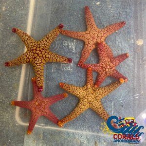 Orange/Red Tile Starfish Starfish