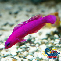 Orchid Dottyback (2-3) (Aquacultured) (Pseudochromis Fridmani) Fish