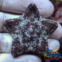 Oreo Magnificent Biscuit Starfish
