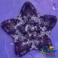 Oreo Magnificent Biscuit Starfish
