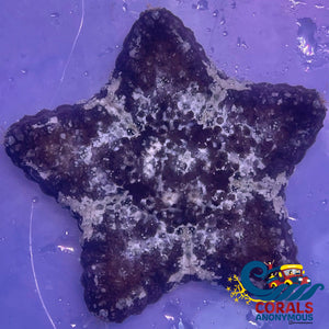 Oreo Magnificent Biscuit Starfish