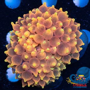 Pacific Sunburst Bubble Tip Anemone Bubbletipanemone