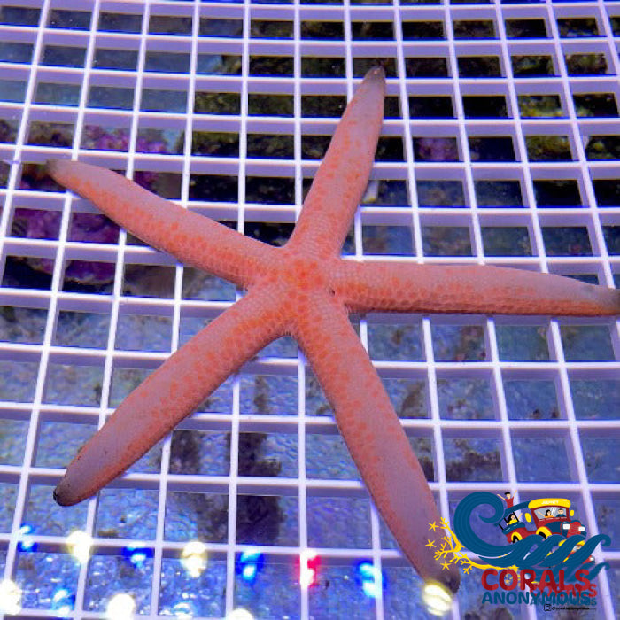 Peach Linckia Starfish Starfish