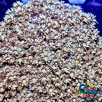 Peachy Pastel Goniopora (0.5-1 Frag) Goniopora
