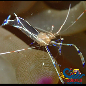 Pedersons Cleaner Shrimp Invertebrates