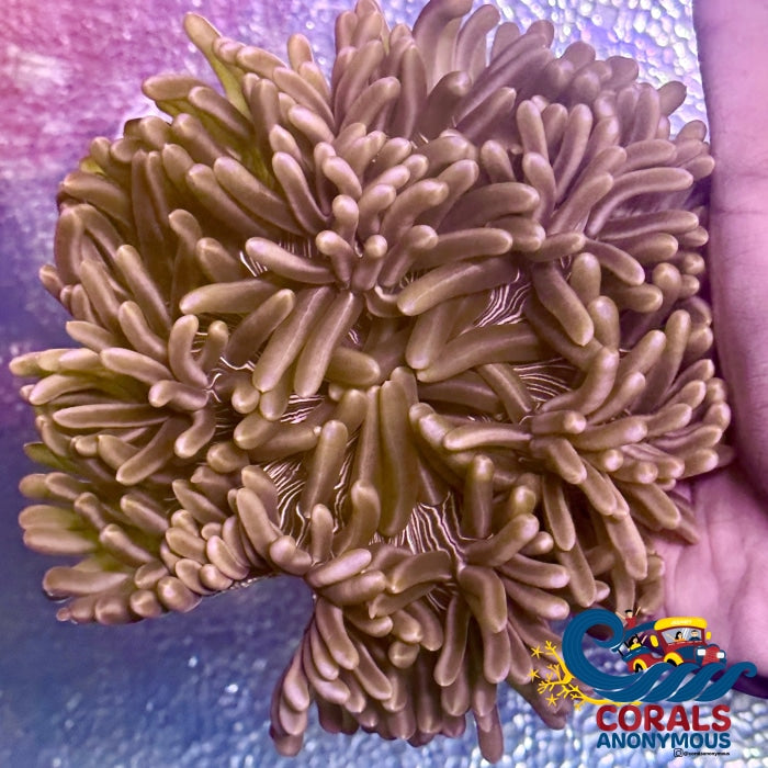 Peppermint Long Tentacle Anemone (3-6) Longtentacleanemone