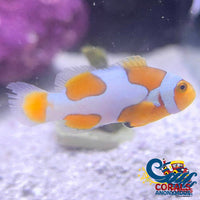 Picasso Percula Clownfish (Aquacultured) Fish
